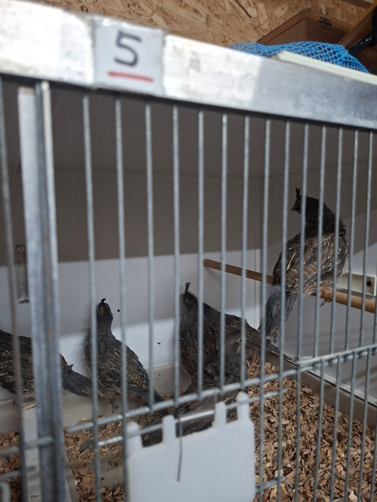 Californische kuif kwartel,s, Dieren en Toebehoren, Meerdere dieren, Overige soorten