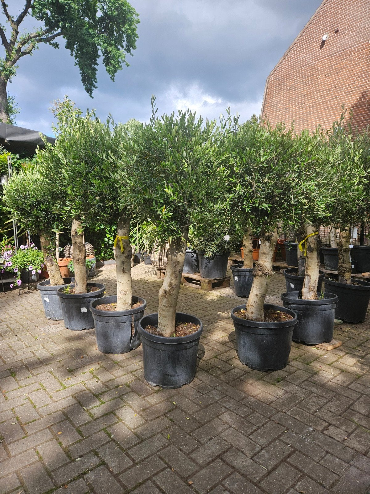 Olijfbomen dikke grillige stam; 139 euro, Volle zon, Ophalen of Verzenden, 100 tot 250 cm, Olijfboom