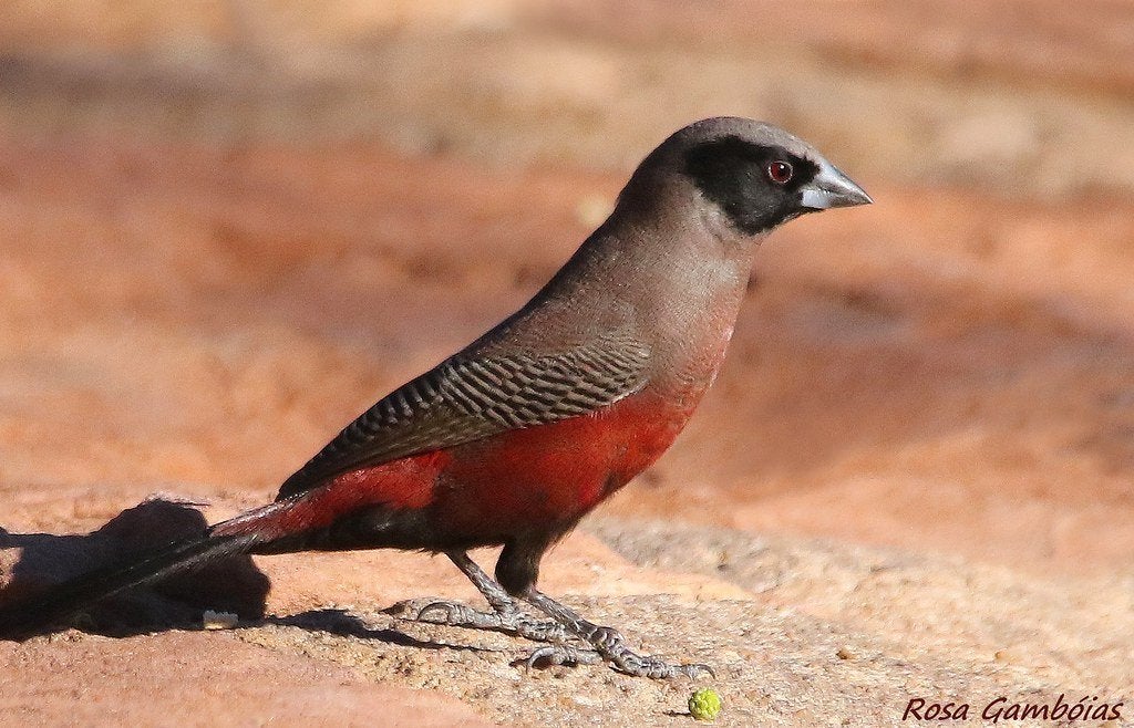 Elfenastrilde man gezocht (Brunhilda e. Erythronotos), Dieren en Toebehoren, Vogels | Overige Vogels, Mannelijk, Tropenvogel