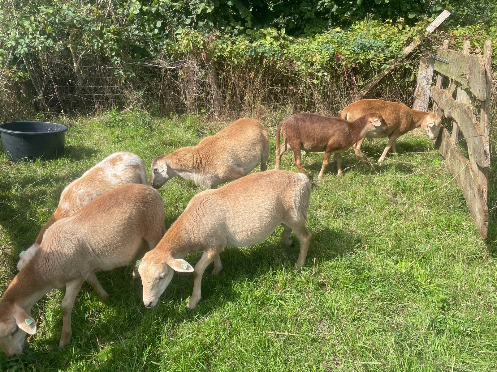 Nolana rammen, Mannelijk, Schaap