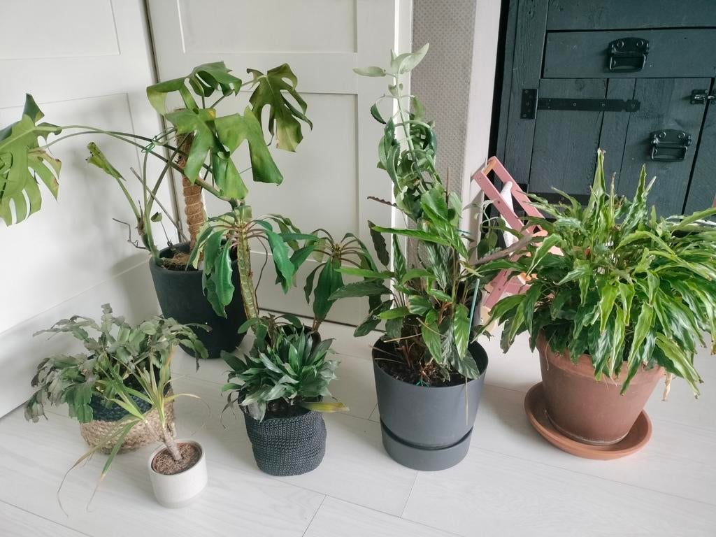 8 kamerplanten, Ophalen, Overige soorten, Halfschaduw, In pot