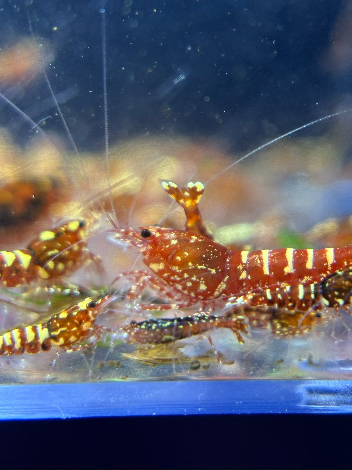 Caridina garnalen red snowfall, Dieren en Toebehoren, Kreeft, Krab of Garnaal