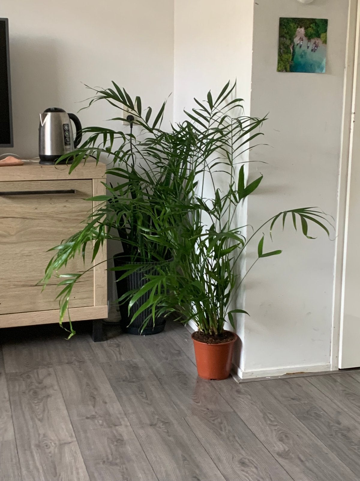 Goudpalm (Areca Dypsis Lutenscens) - 112 cm hoog, Huis en Inrichting, Kamerplanten, Palm, 100 tot 150 cm, Groene kamerplant, Halfschaduw