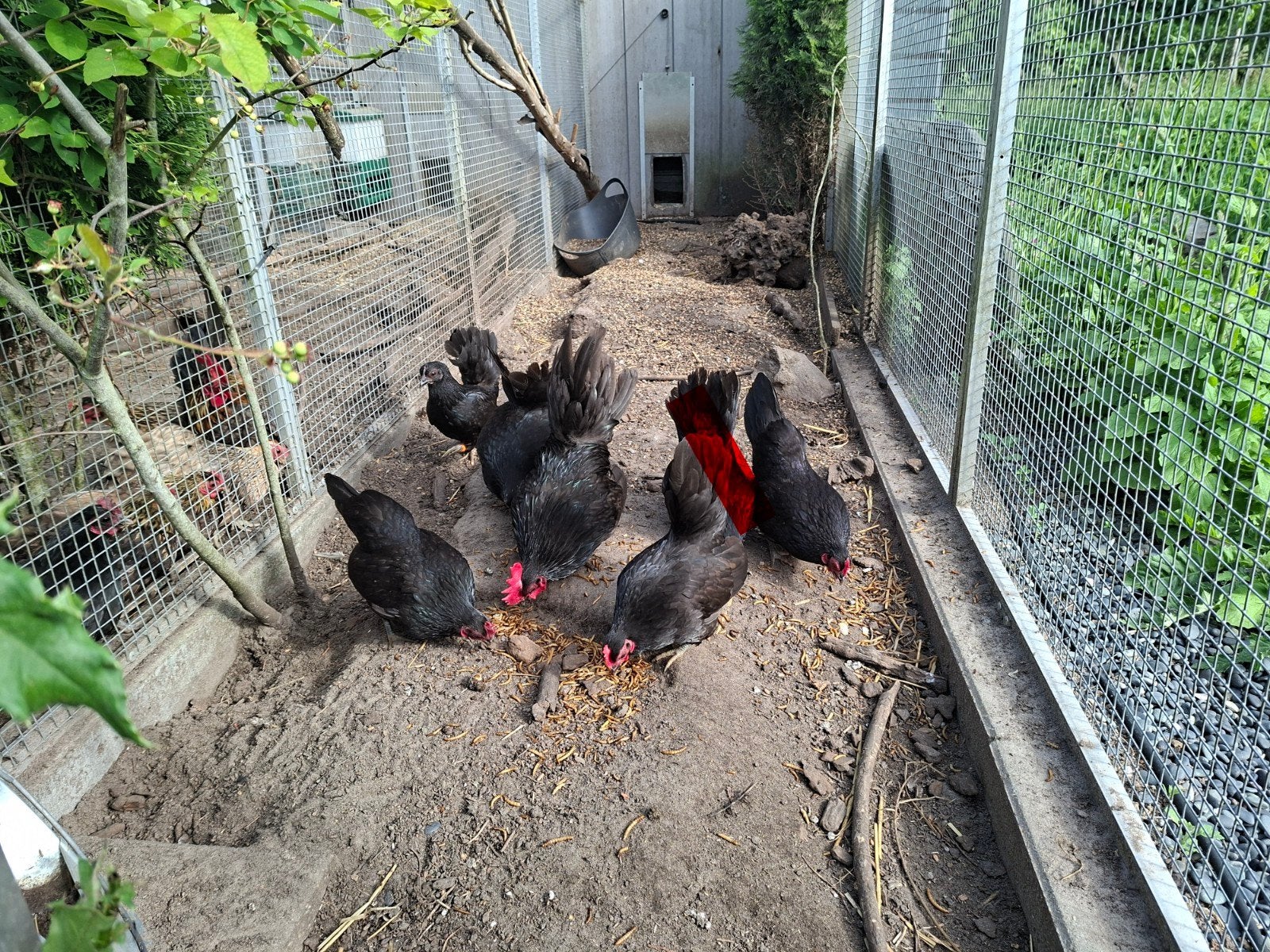 Zwarte Serama toom., Dieren en Toebehoren, Meerdere dieren, Kip