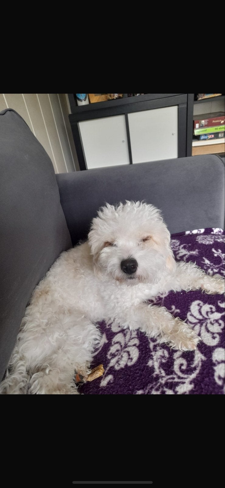 Lieve Maltezer Daisy zoekt een nieuw thuis, Dieren en Toebehoren, 15 weken tot 1 jaar, Teef, Eén hond, Klein
