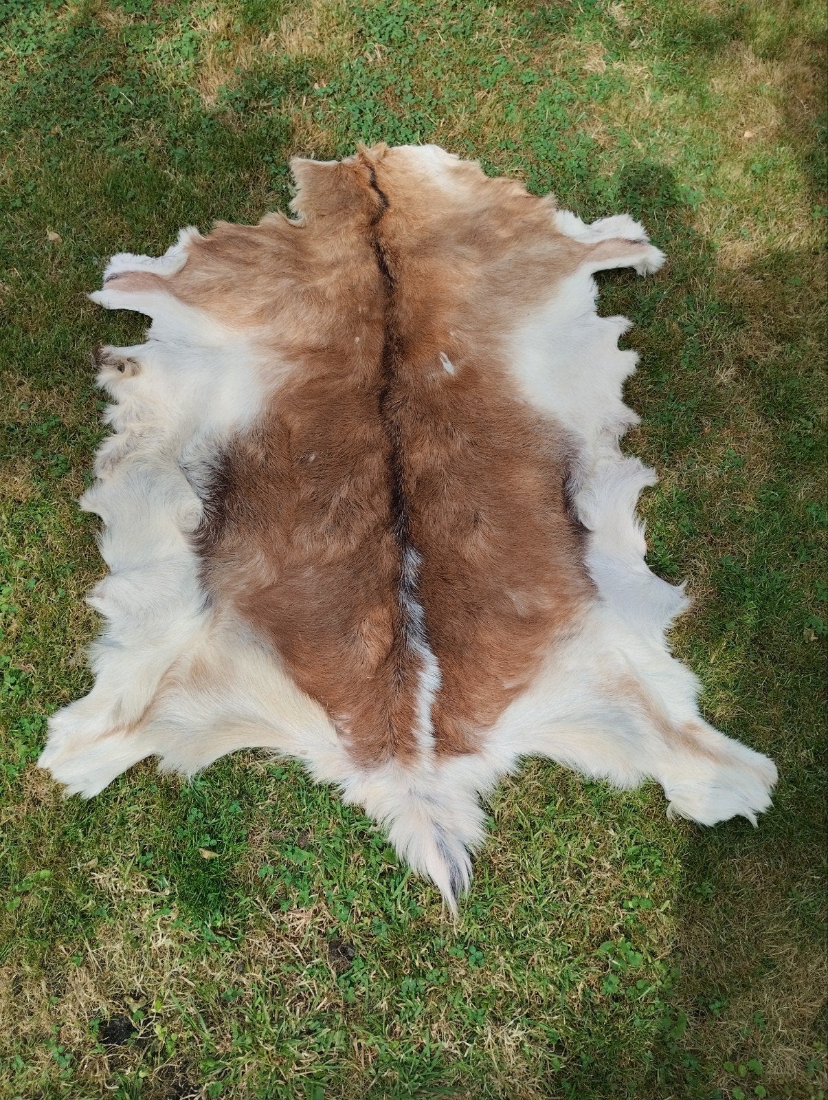 Dierenhuid, Geitenvel, reebok?, Ophalen of Verzenden, Rechthoekig, 50 tot 100 cm