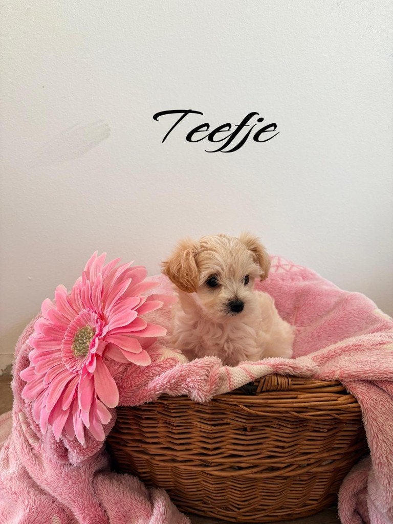 Schattige Toy Maltipoo pups F1 (1x reutje & 1x teefje), Parvo, Overige rassen, 8 tot 15 weken, Meerdere