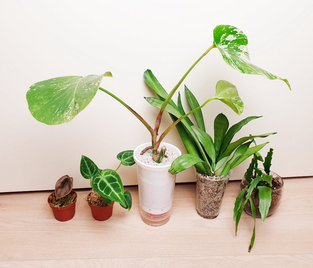 Set populaire kamerplantjes, anthurium, alocasia, monstera, Ophalen, Overige soorten, Halfschaduw, In pot