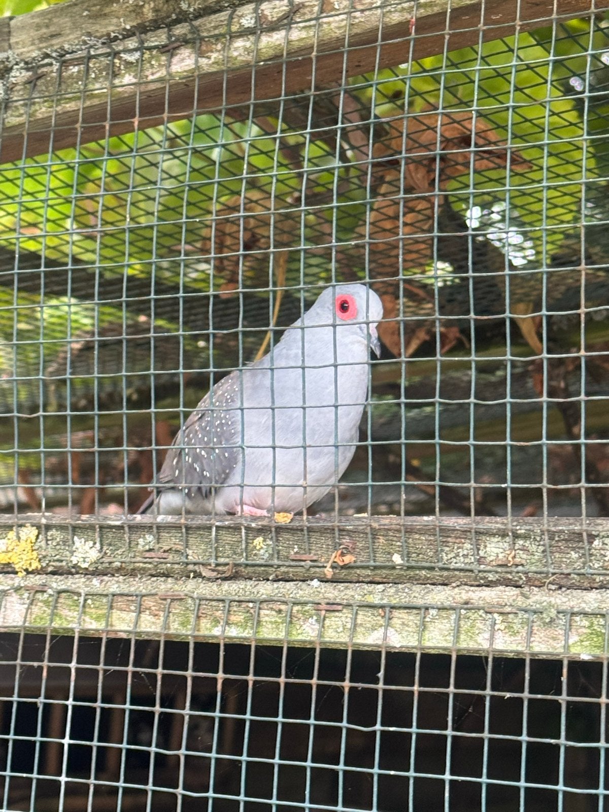 Diamantduif, Mannelijk