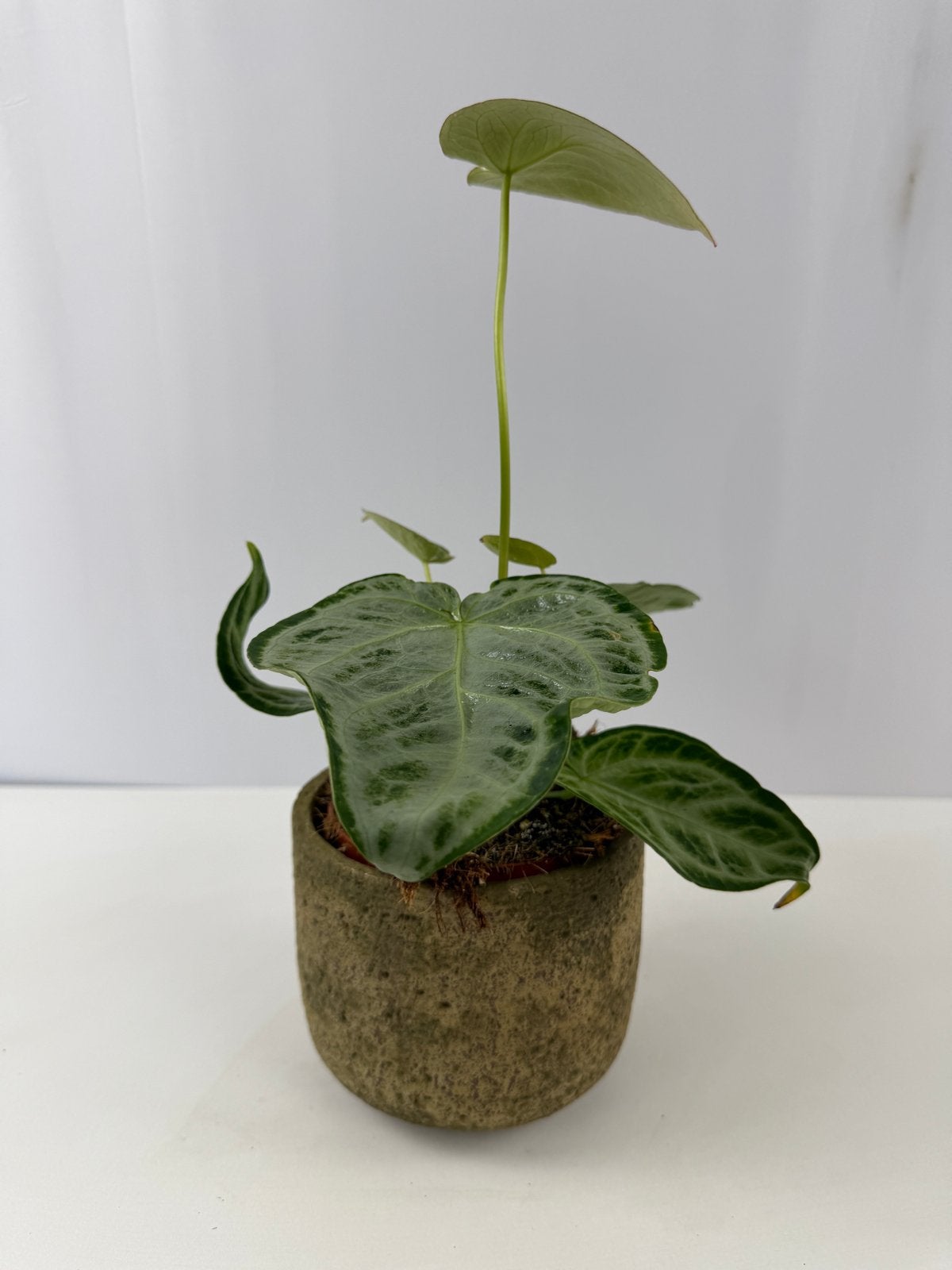 Anthurium Silver Blush Mint Mutatie - Uniek nr 1, Ophalen of Verzenden