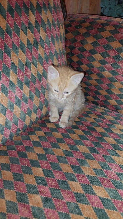 Kittens Geboren in Juni 2026, Meerdere dieren, 0 tot 2 jaar