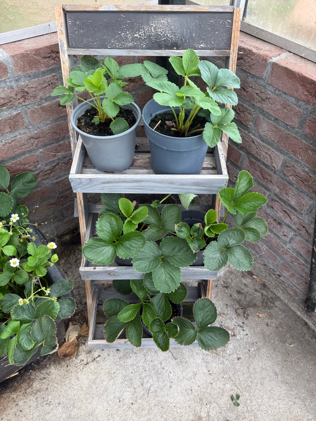 Verse aardbeiplanten - Kweek je eigen fruit!, Volle zon, Vaste plant, Ophalen of Verzenden, Fruitplanten