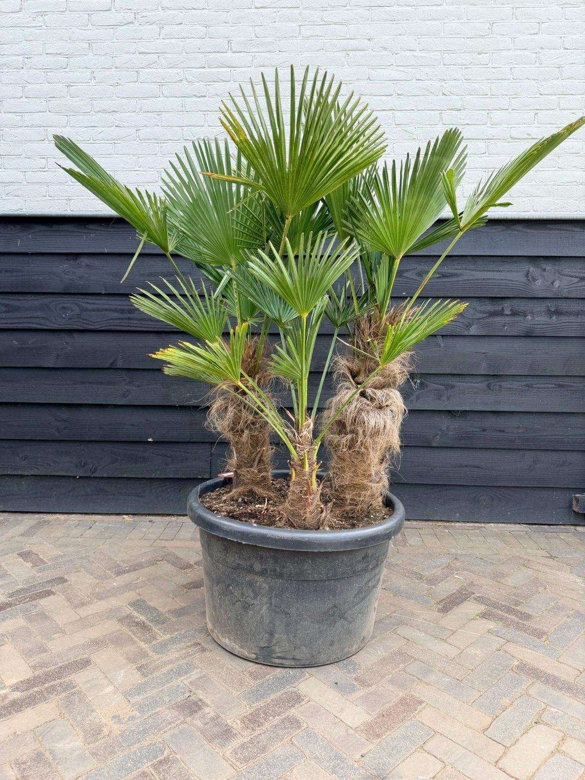 Meerstammige trachycarpus wagnerianus palmbomen, 100 tot 250 cm, Zomer, Palmboom, Ophalen