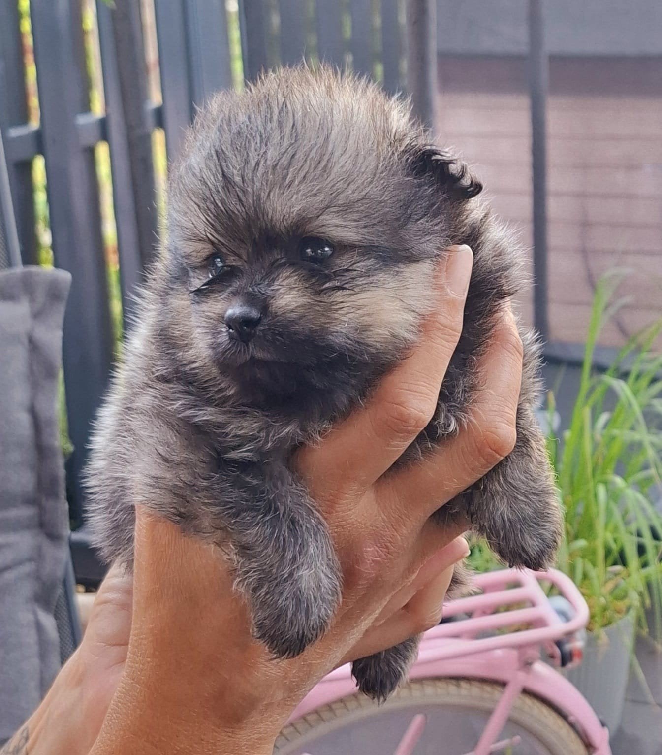 Pomperiaan pups nu 4weken oud, Dieren en Toebehoren, Honden | Chihuahua's en Gezelschapshonden, 8 tot 15 weken, Meerdere, Meerdere dieren
