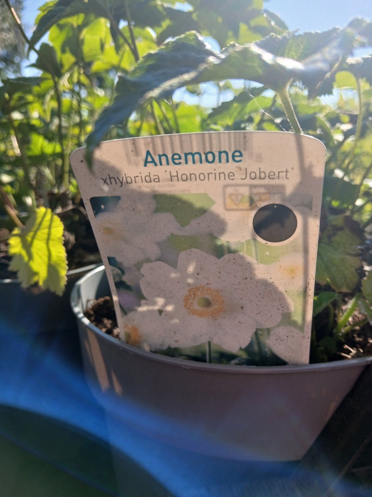 Anemone x hybrida 'Honorine Jobert' - Japanse Anemoon, Overige soorten, Vaste plant, Ophalen of Verzenden, Halfschaduw