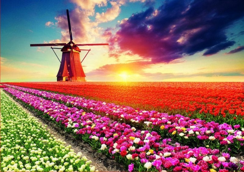 Educa - Tulpen - 1500 stukjes, Ophalen of Verzenden, 500 t/m 1500 stukjes, Nieuw, Legpuzzel