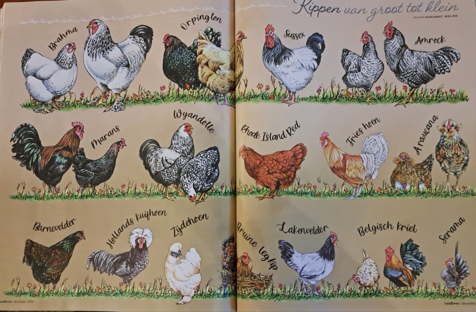 Aangeboden; KRIELKIPPEN-LEGHENNEN-RAS KIPPEN, Dieren en Toebehoren, Pluimvee, Overige soorten, Meerdere dieren