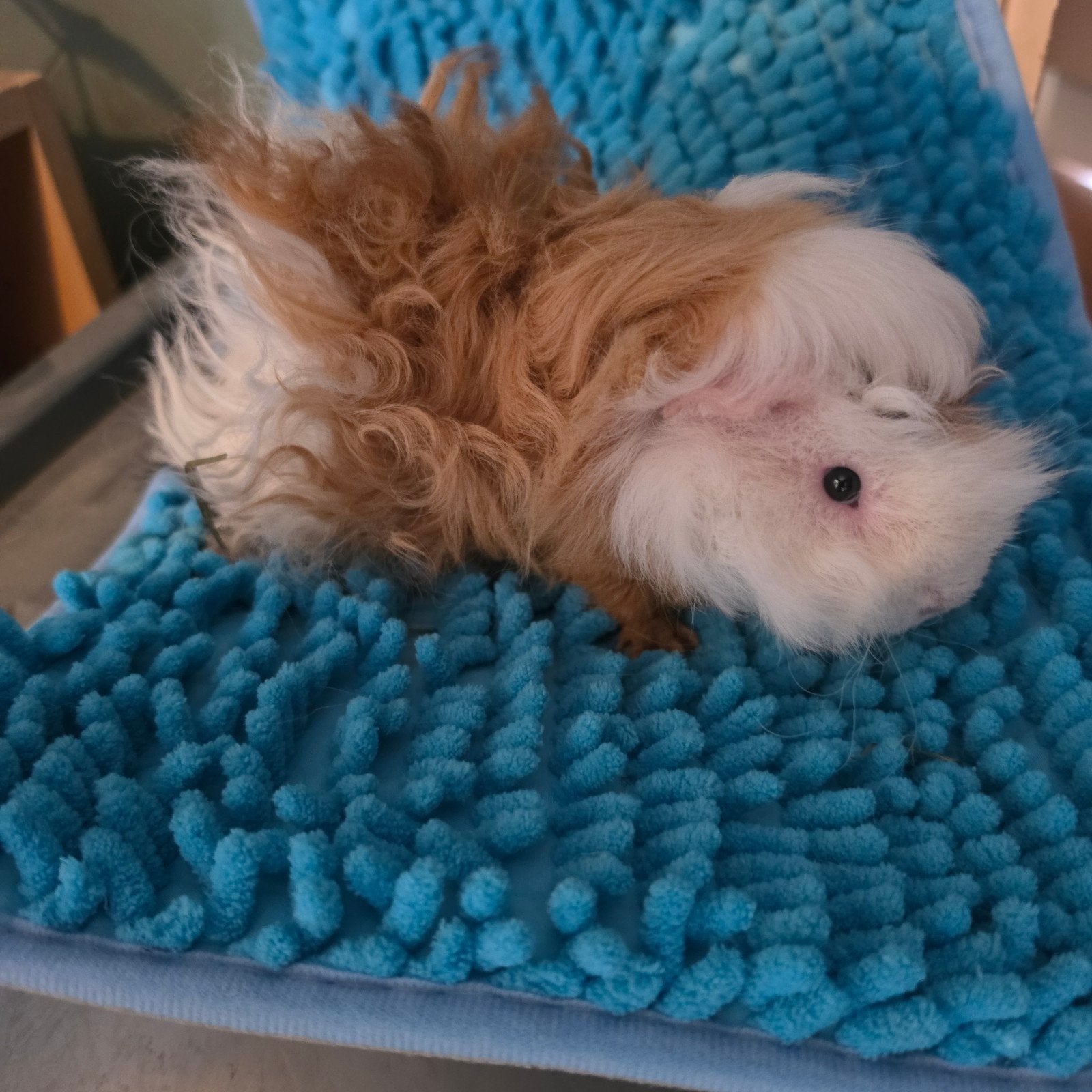 Lunkarya beer/man, Mei, Mannelijk, Cavia