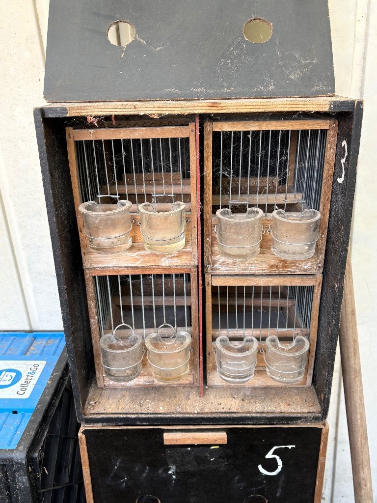 Op leer kooien voor waterslagers, Dieren en Toebehoren, Vogels | Kanaries, Geslacht onbekend, Zangkanarie