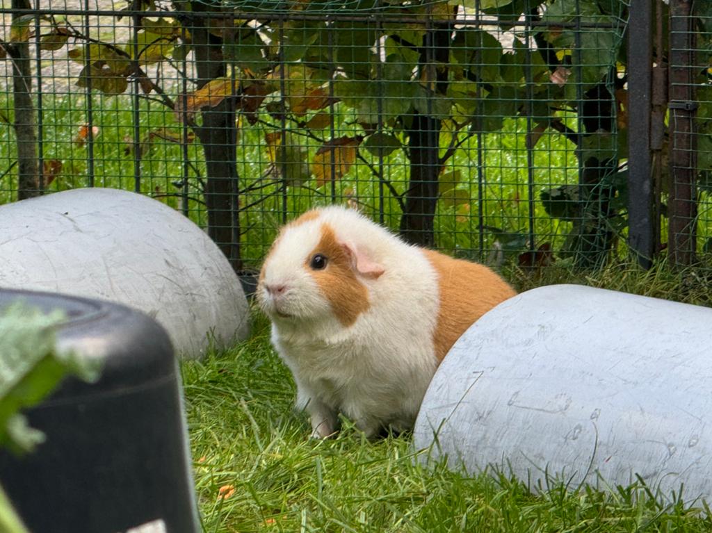Lief zeugje Bibi, Dieren en Toebehoren, Juni, Vrouwelijk, Cavia