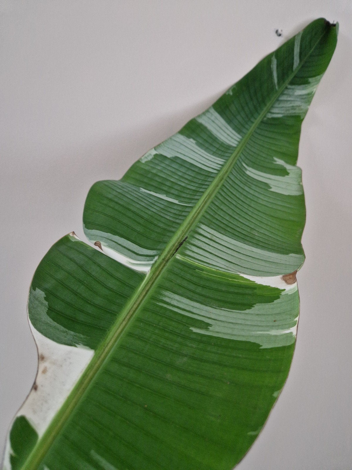 Musa Aeae / Musa Florida - Variegated Bananenplant, Ophalen, 100 tot 150 cm, Overige soorten, Halfschaduw