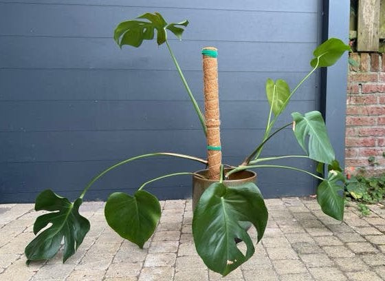 Monstera, Ophalen, Overige soorten, Halfschaduw, Minder dan 100 cm