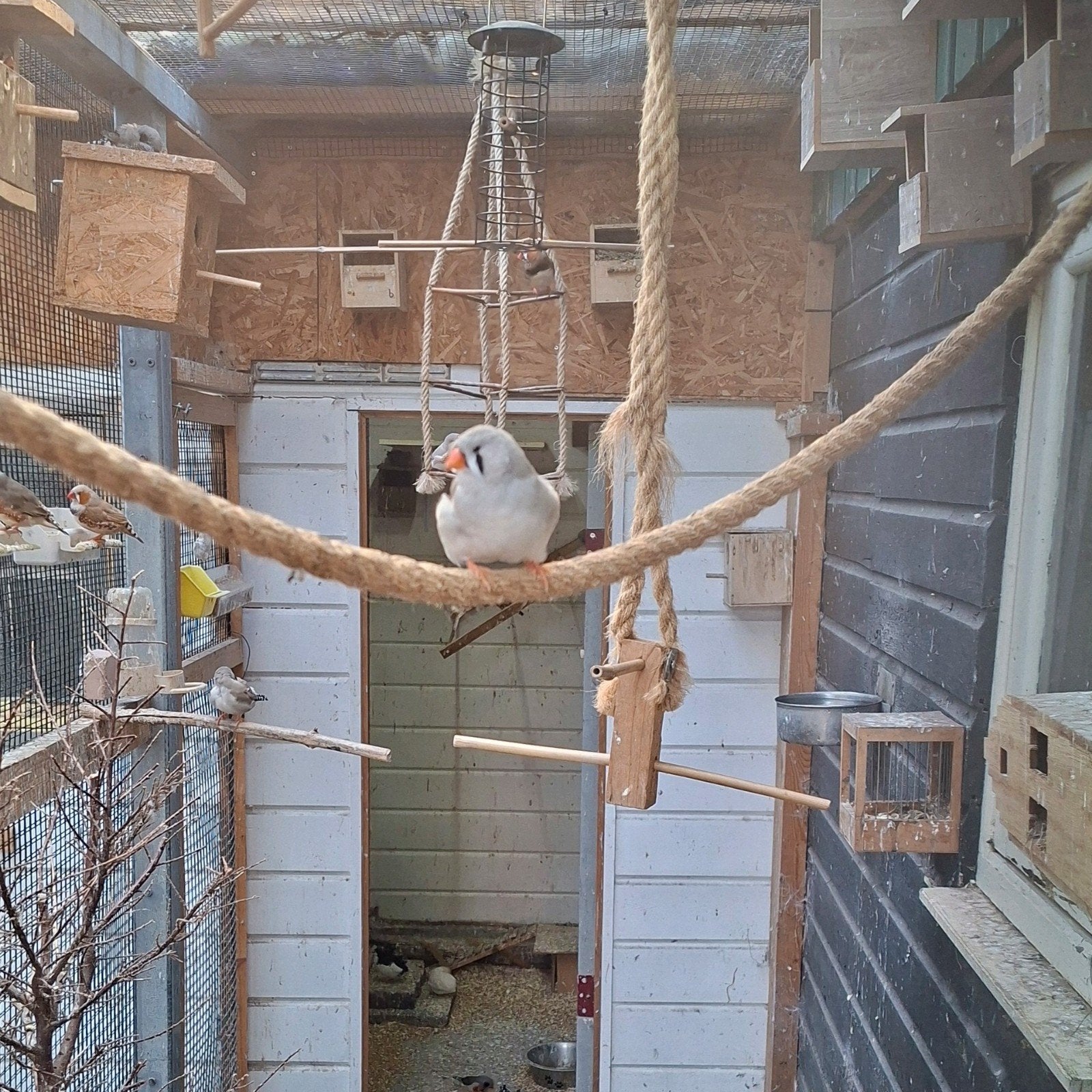 koppels zebravinken, Meerdere dieren
