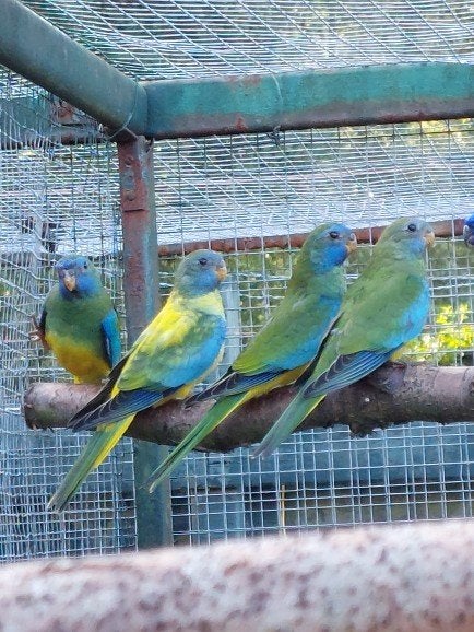 Splendid Opaline Poppen En Mannen Split Voor Opaline, Dieren en Toebehoren, Vogels | Parkieten en Papegaaien, Meerdere dieren