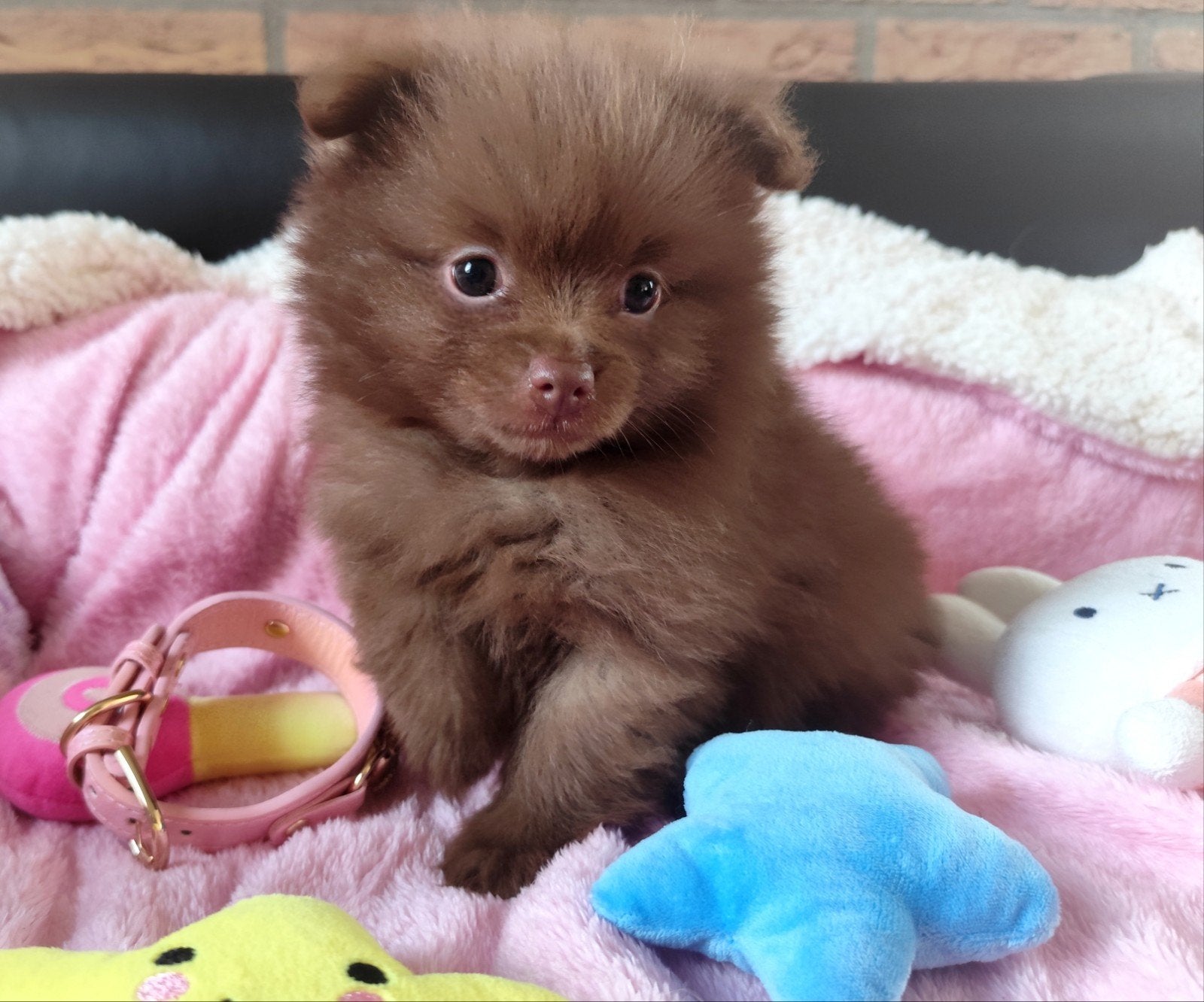 Nog 2 mega schattige mini pomeranian bearface puppys!, Dieren en Toebehoren, Keeshond, Reu, 8 tot 15 weken, Meerdere