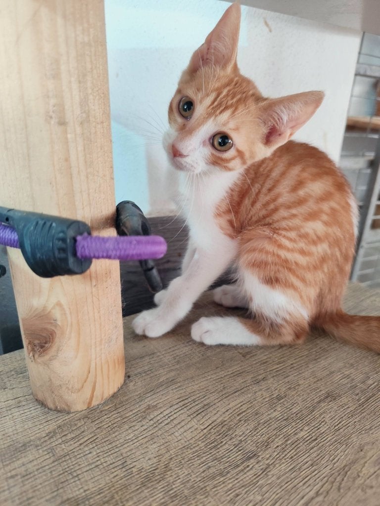 Jarela, Ninet, gered uit de motor van een auto, 4-4-26, Dieren en Toebehoren, Katten en Kittens | Overige Katten, Poes, Kortharig