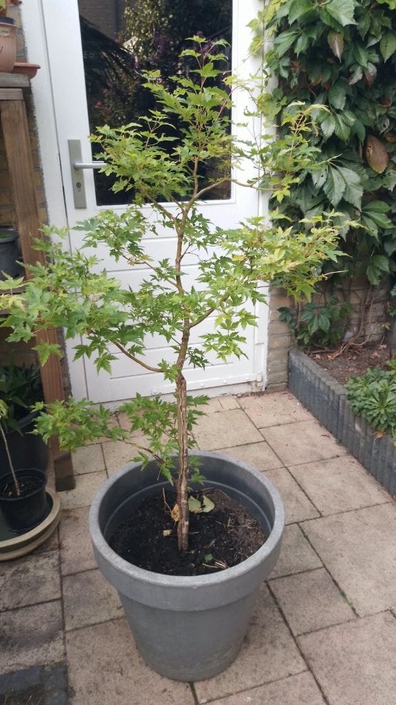 Acer palmatum ‘Sangokaku’, Tuin en Terras, Bloeit niet, Halfschaduw, Overige soorten, 100 tot 250 cm