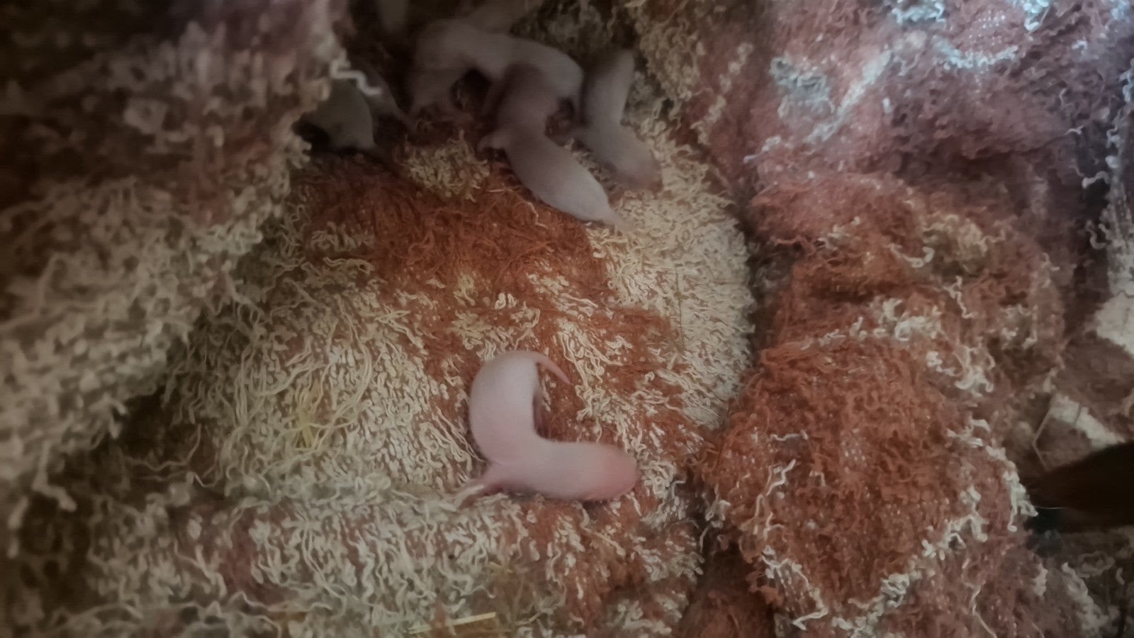 Fretten pups te koop, Dieren en Toebehoren, Fret, Mei, Meerdere dieren, Tam