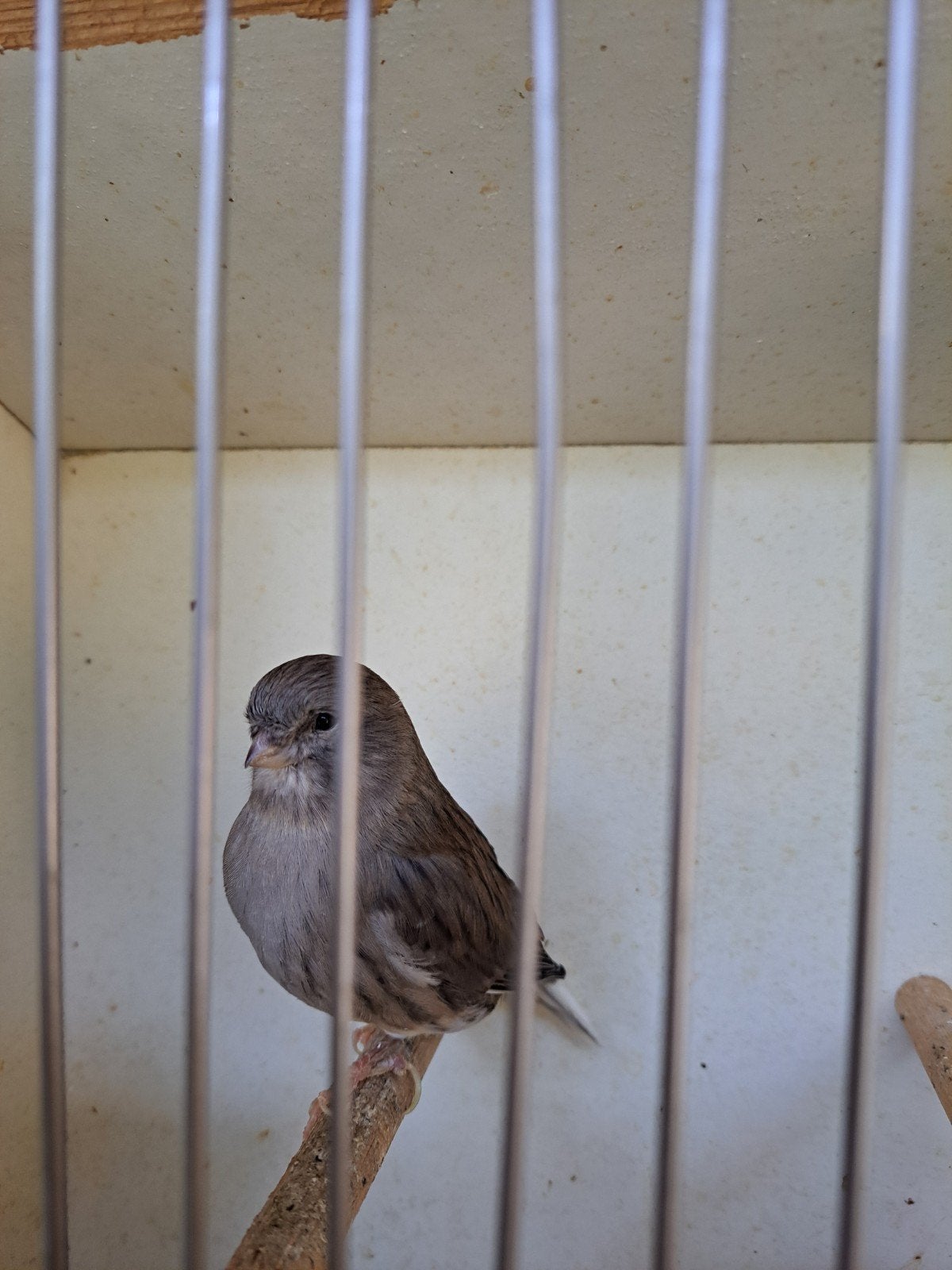 kanarie gloster pop gladkop, Dieren en Toebehoren, Vrouwelijk, Geringd