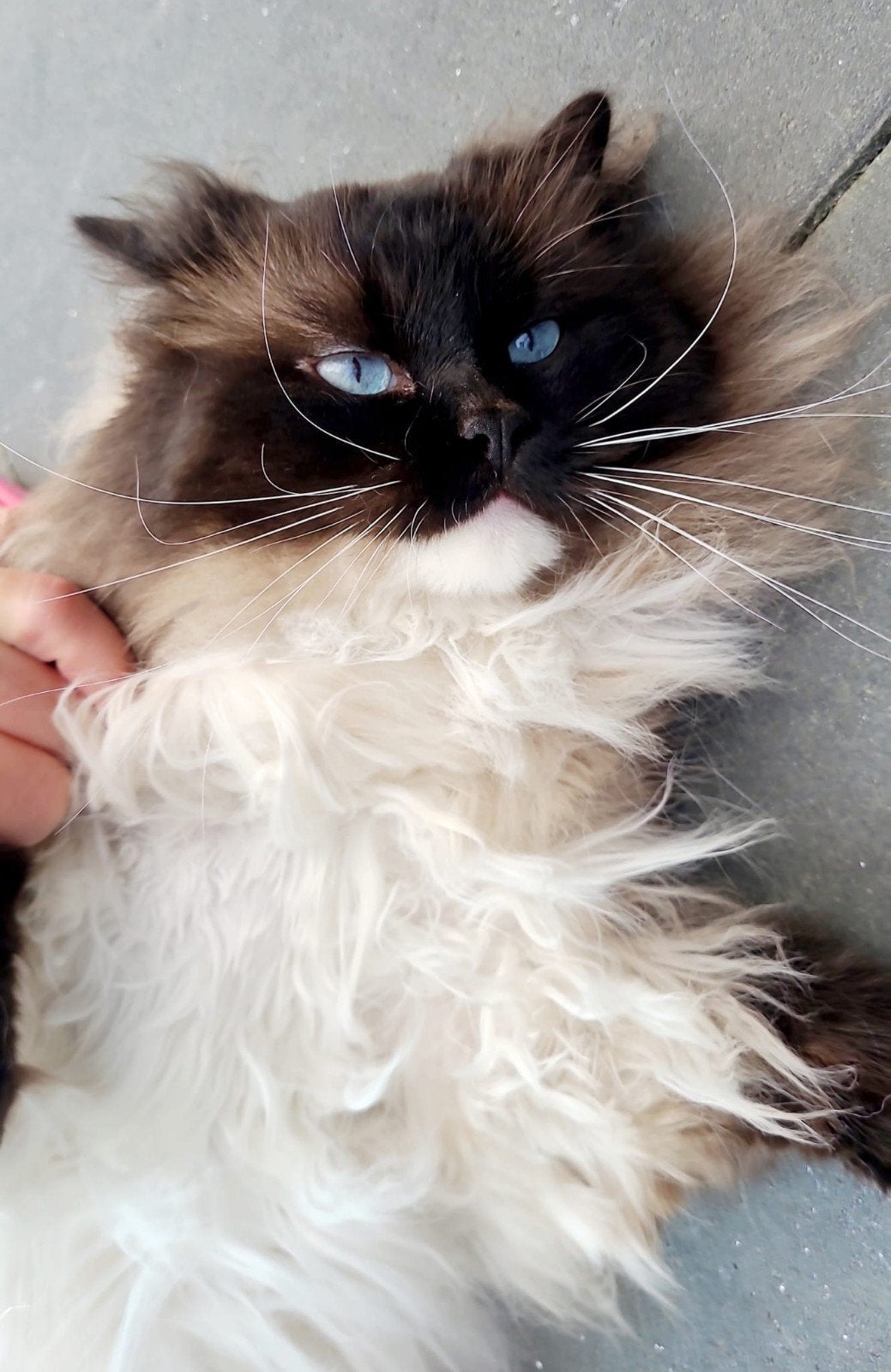 ragdoll kittens, Meerdere dieren, Ontwormd, 0 tot 2 jaar