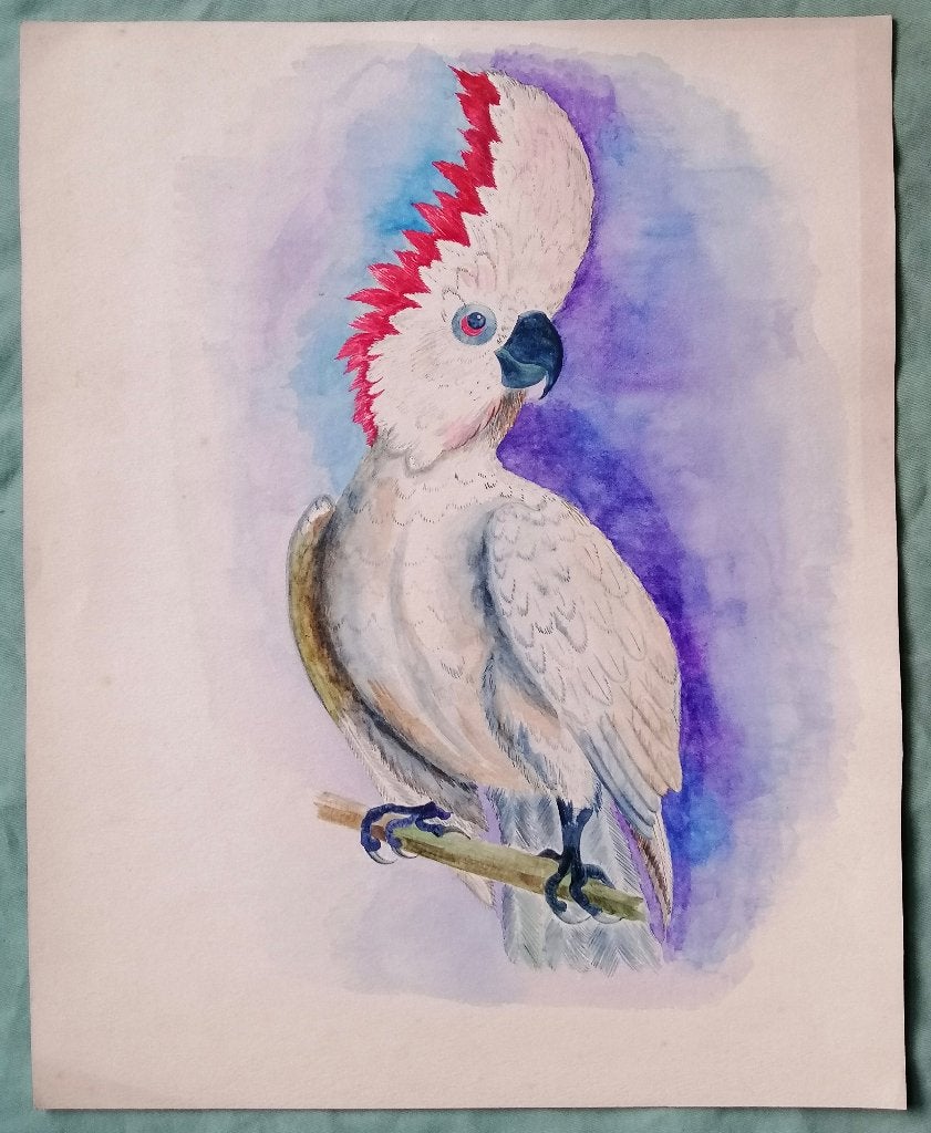 Aquarel van witte kaketoe - papegaai, Antiek en Kunst, Kunst | Schilderijen | Klassiek, Dieren, Ophalen of Verzenden, Origineel werk