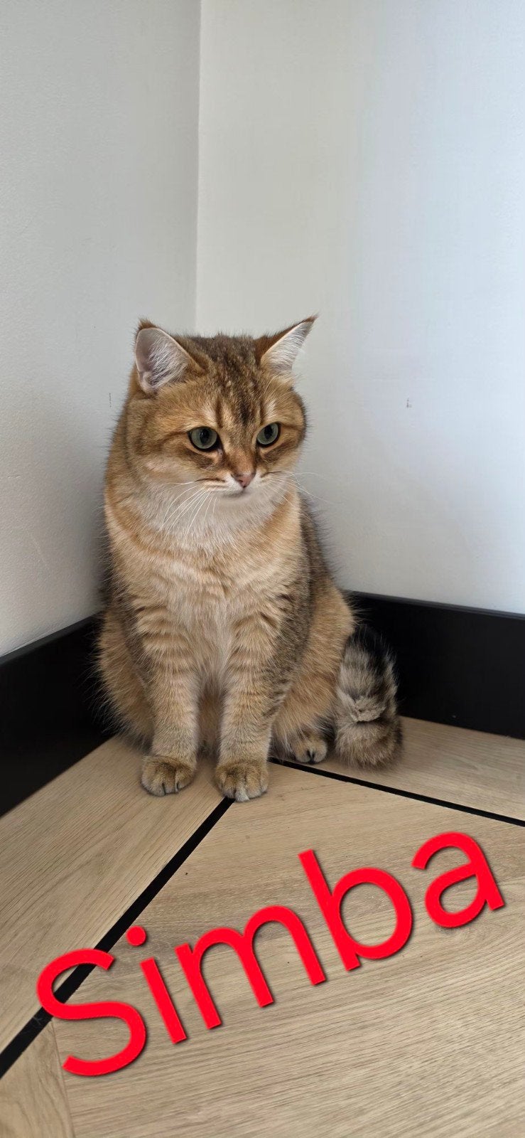 Britse korthaar 2x, Dieren en Toebehoren, Kater