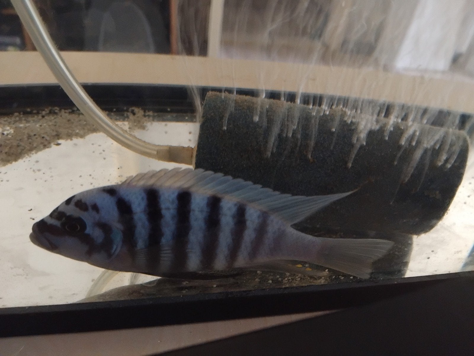 Gratis vis, Dieren en Toebehoren, Vissen | Aquariumvissen, Vis