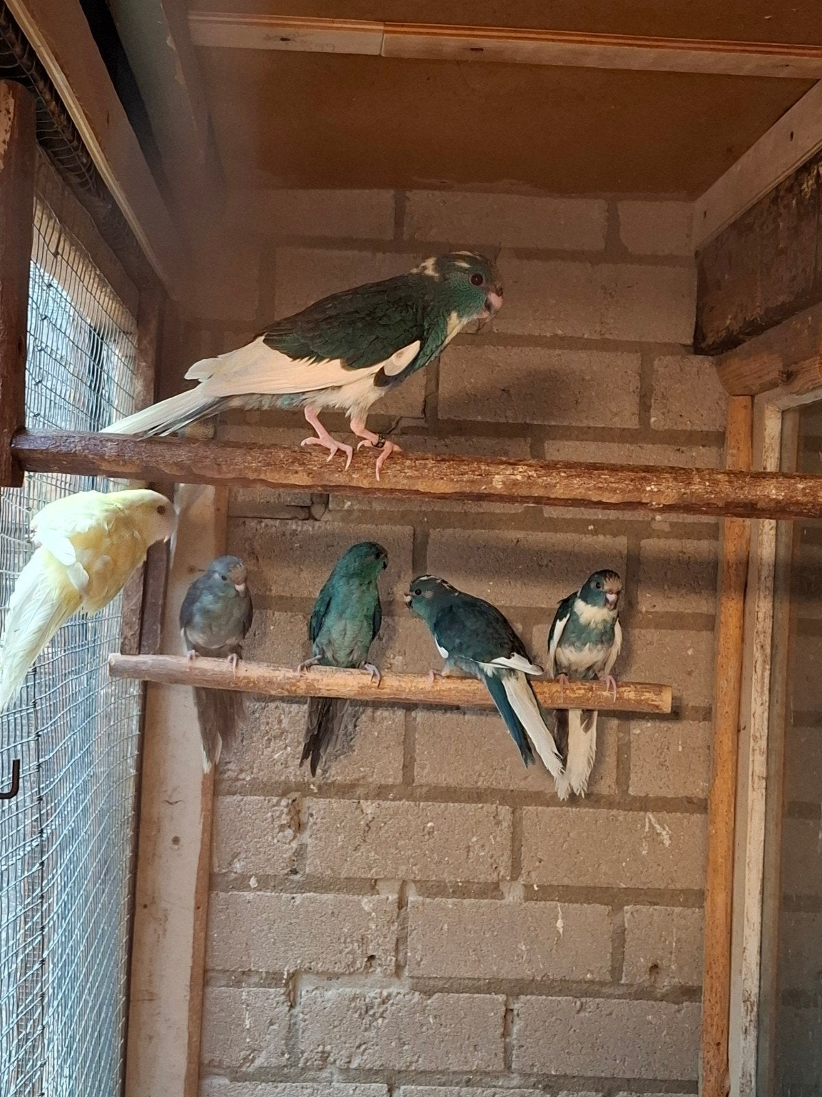 kakarikie, Meerdere dieren, Parkiet, Geringd