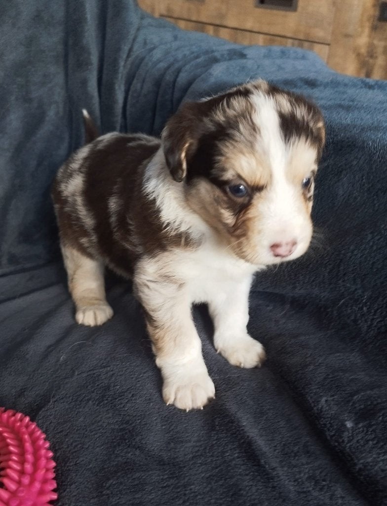 Bordercollie x Nova Scotia Duck Toller Retriever pups, Dieren en Toebehoren, 8 tot 15 weken, Meerdere, Meerdere dieren, CDV (hondenziekte)