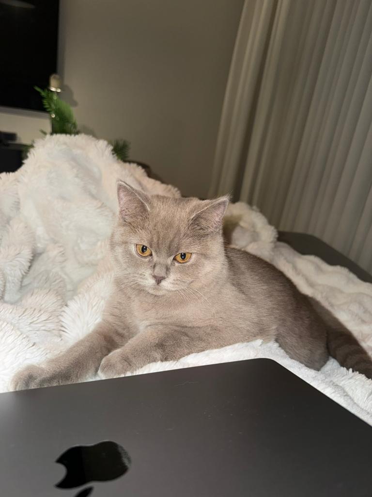 Britse korthaar kitten, Dieren en Toebehoren, Poes, Kortharig, 0 tot 2 jaar