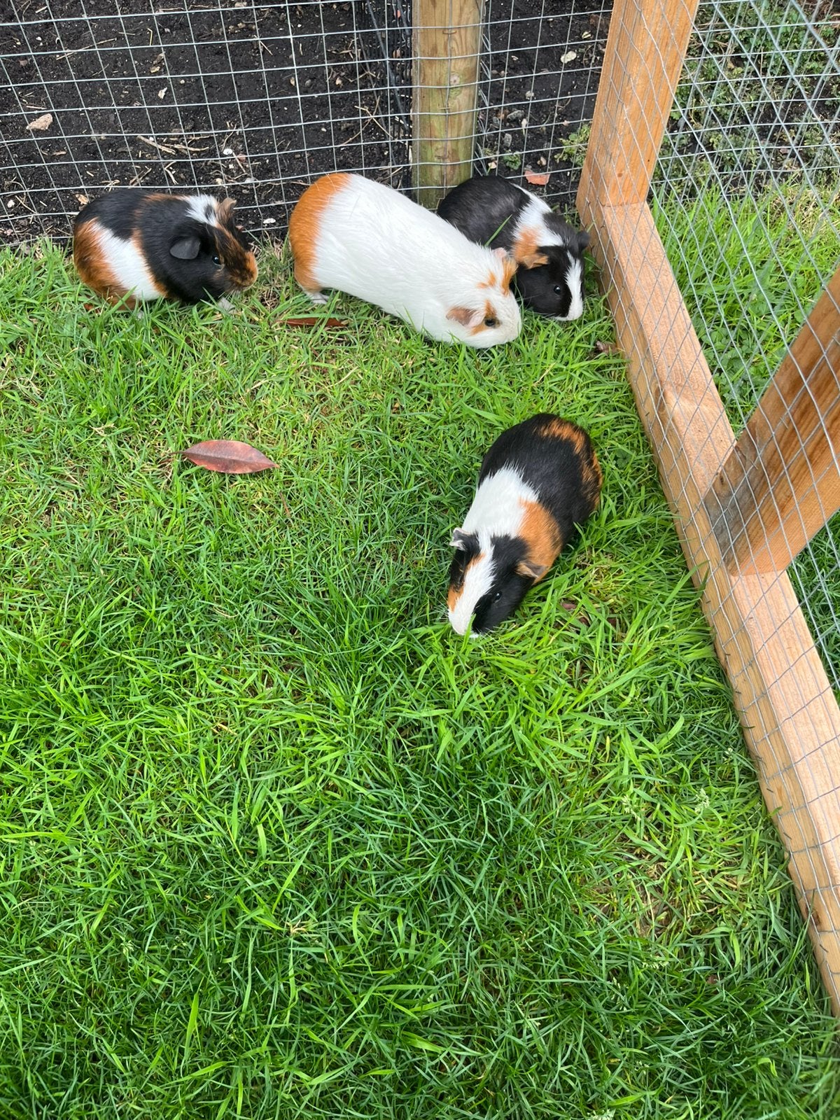 4 cavia’s beertjes van min. 6 weken oud, Juni, Mannelijk, Cavia