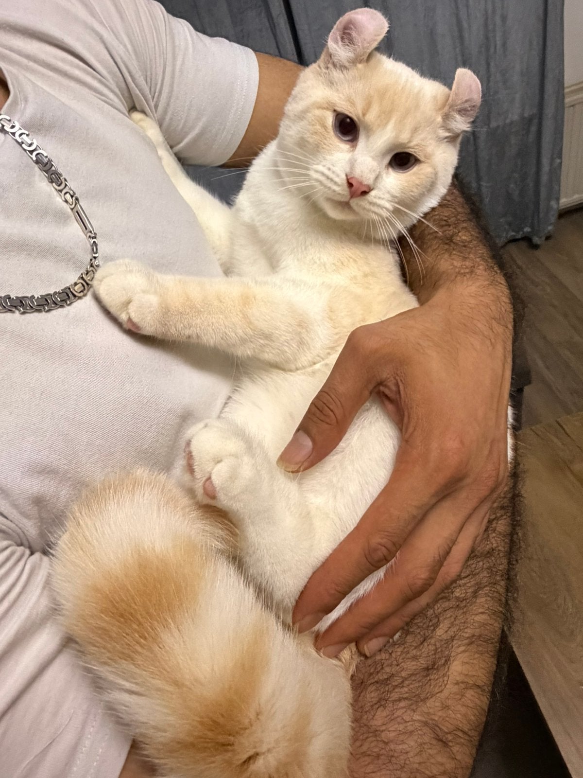 Britse korthaar x american curl, Dieren en Toebehoren