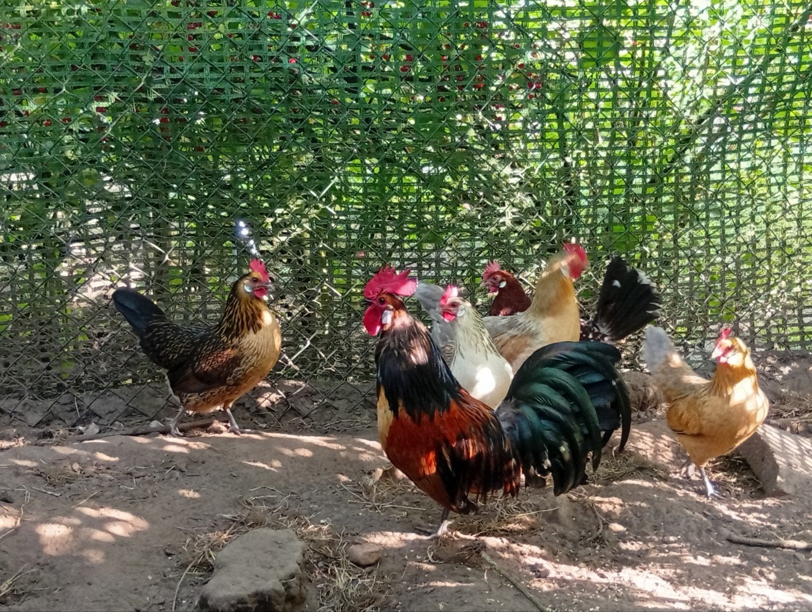 Uniek! prachtige toom Bassette "kriel", Meerdere dieren, Kip