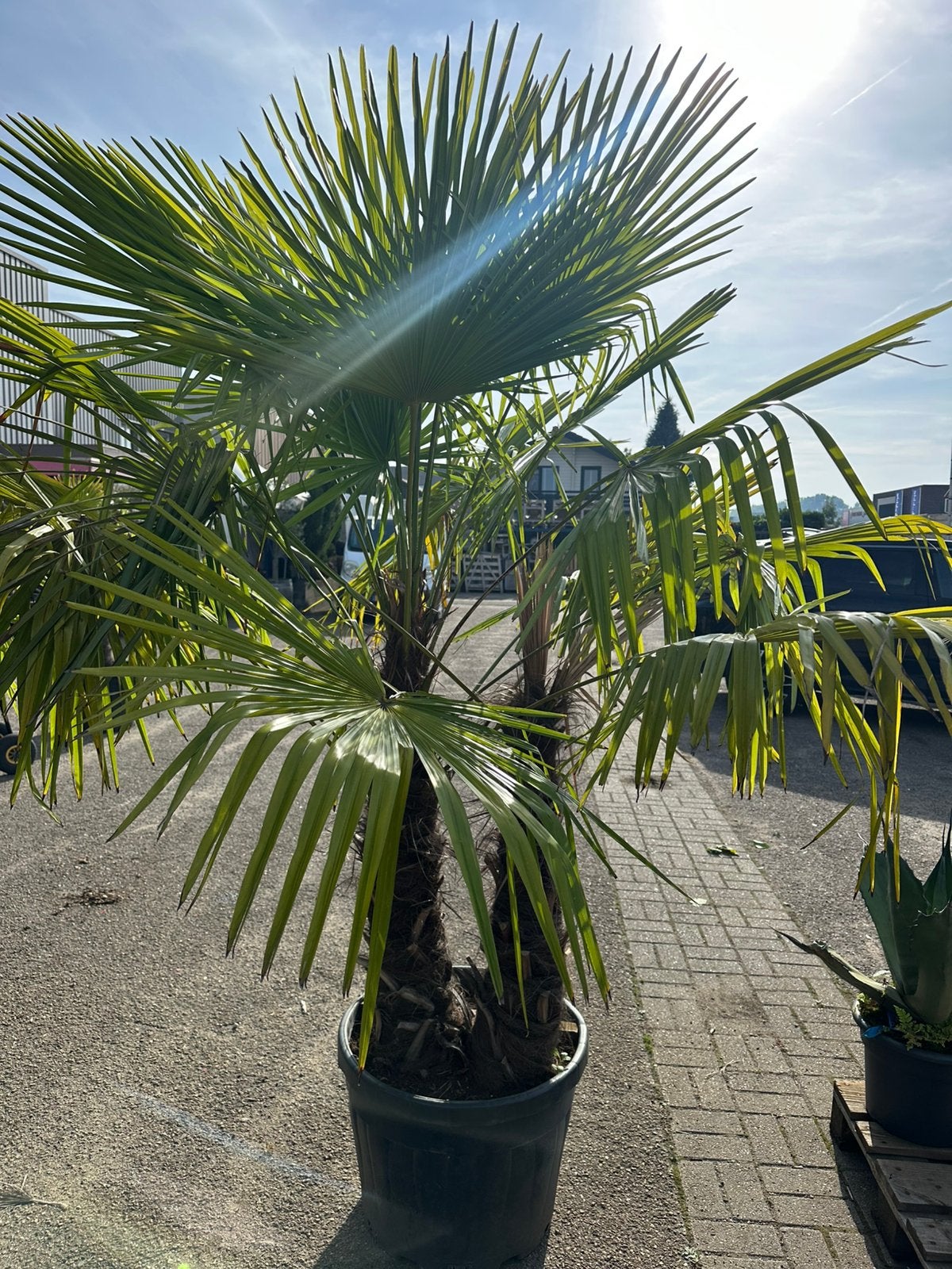 Trachycarpus palm, Ophalen of Verzenden