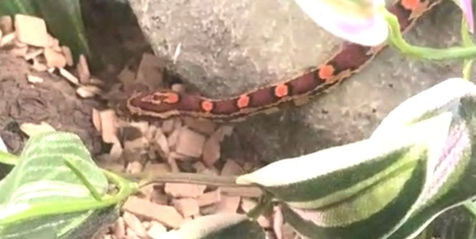 Korenslang 9 maanden oud mooie kleuren Corn Snake photo 9