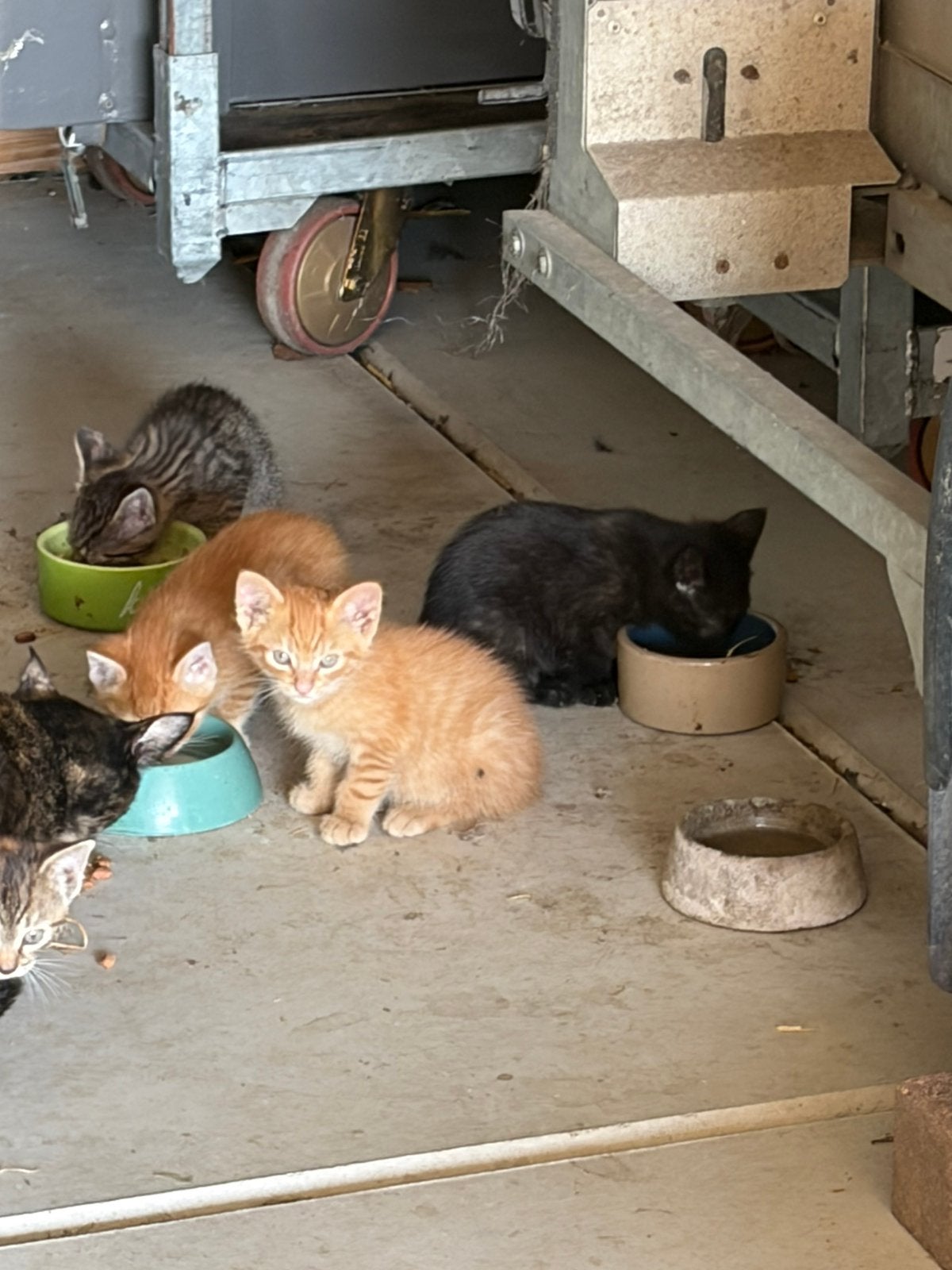 Kittens poesjes, Poes