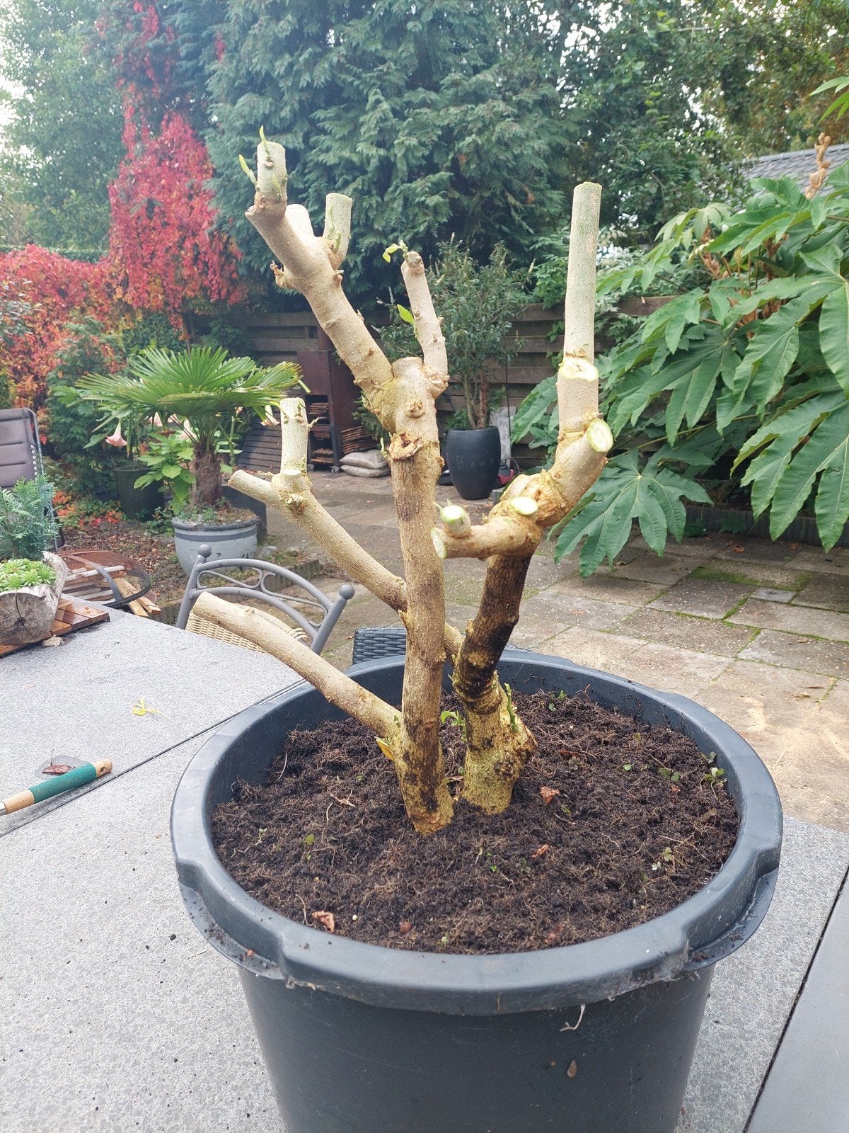 Gesnoeide 3-jarige Brugmansia (Engelentrompet), Volle zon, Vaste plant, Zomer, Ophalen
