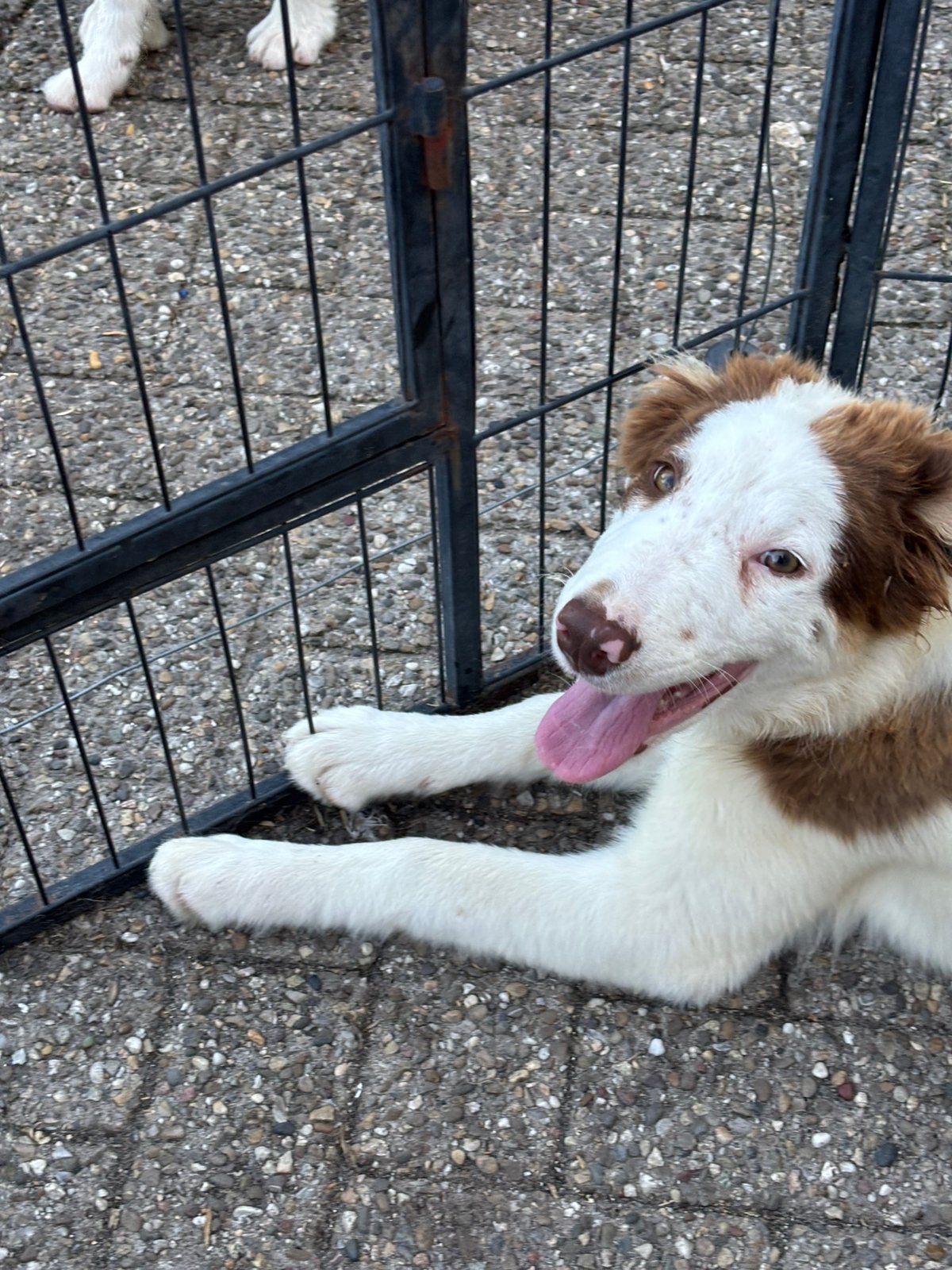 Border collie (doof), Parvo, 15 weken tot 1 jaar, Reu, Collie