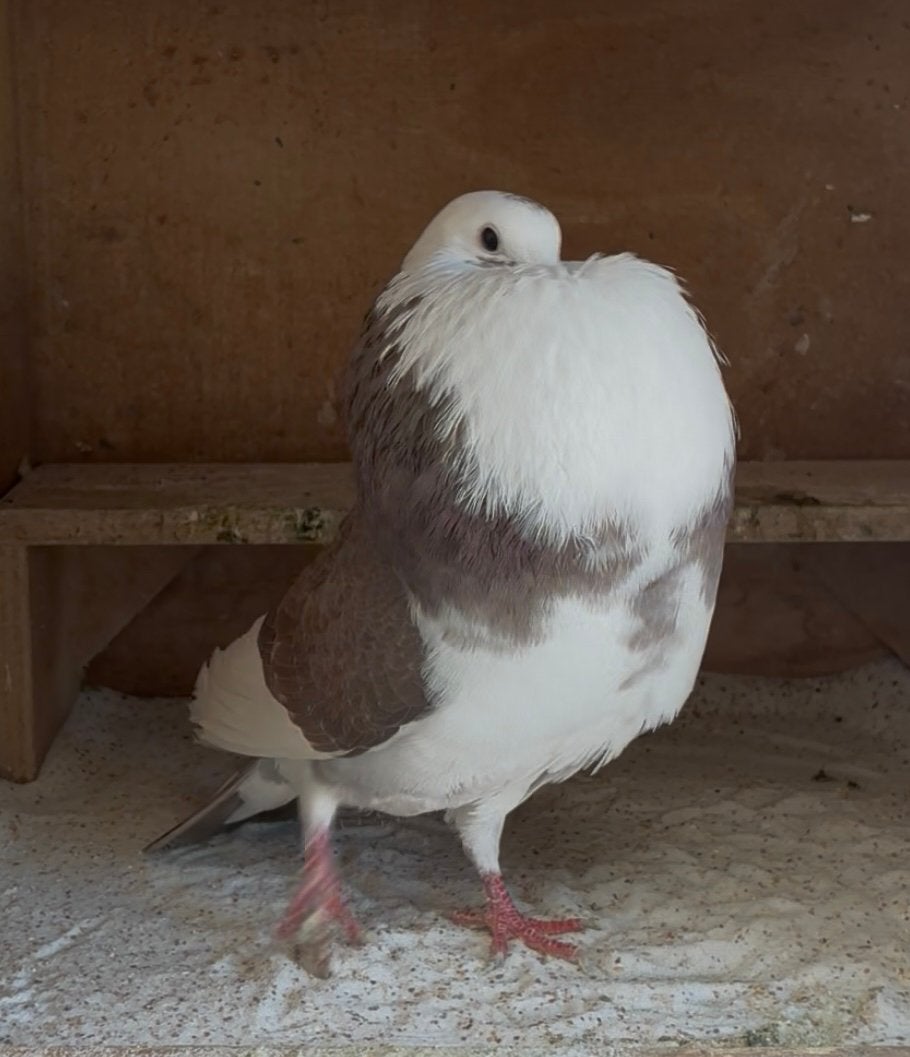 Staand olibont duifje, Dieren en Toebehoren, Vogels | Duiven, Vrouwelijk, Kropper