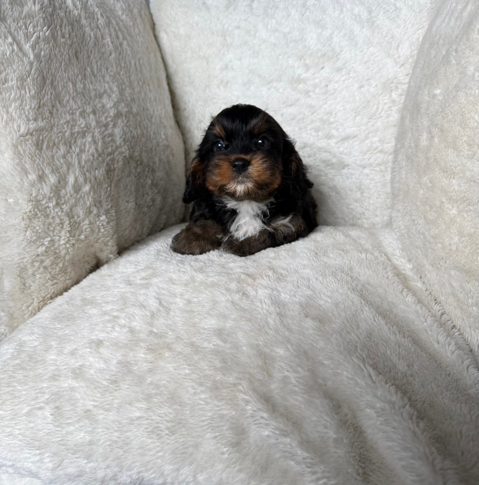 Cavapoo pups mogen verhuizen, Parvo, Overige rassen, 8 tot 15 weken, Meerdere